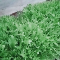 苦菊