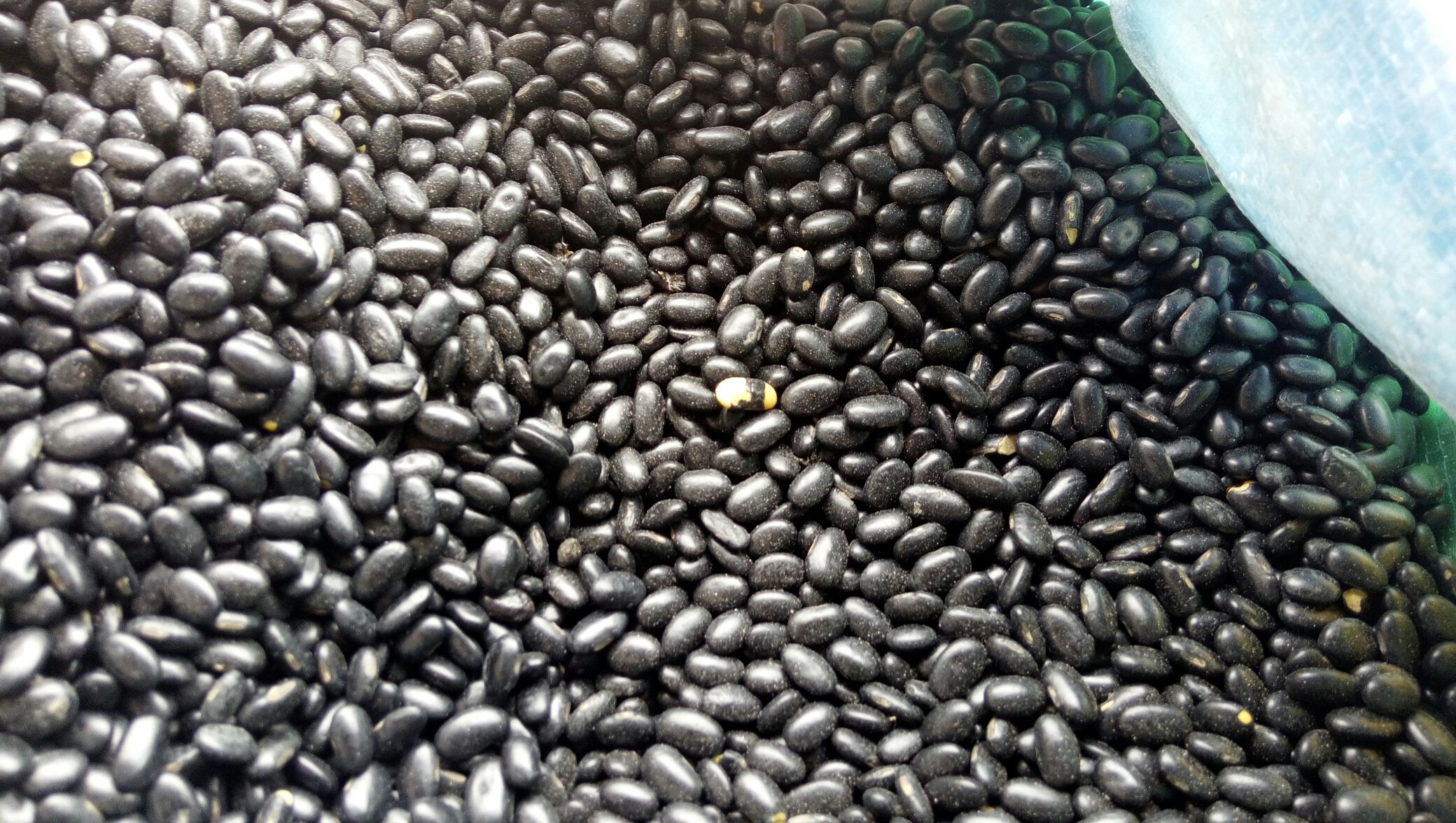 优质黑豆与何首乌实物图