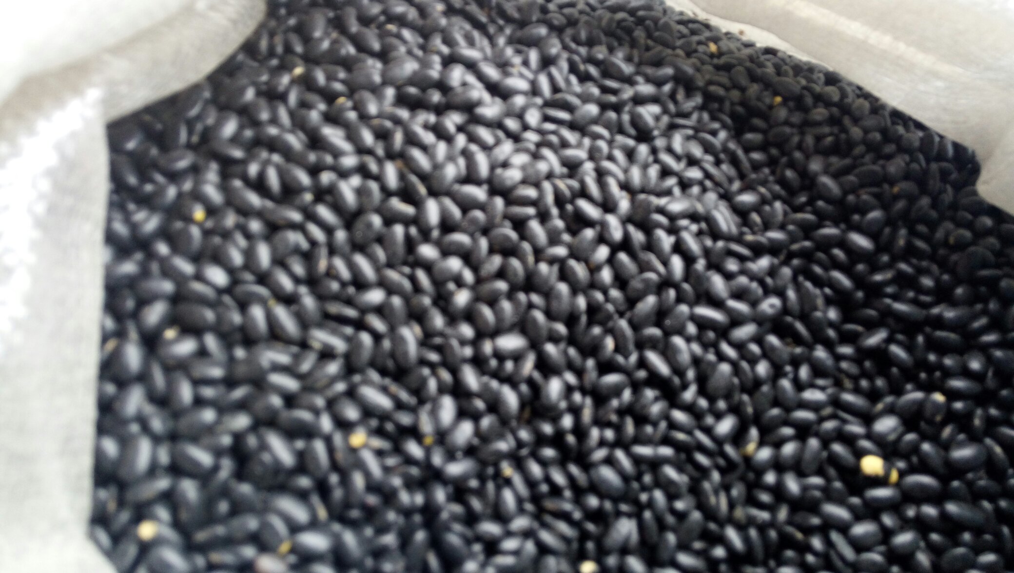 市售黑豆豆浆产品陈列图