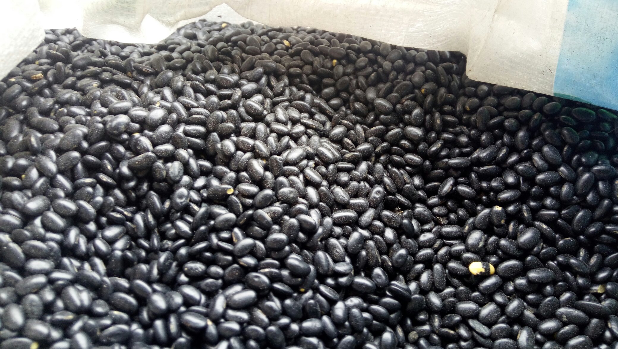 黑豆与黑米原料特写