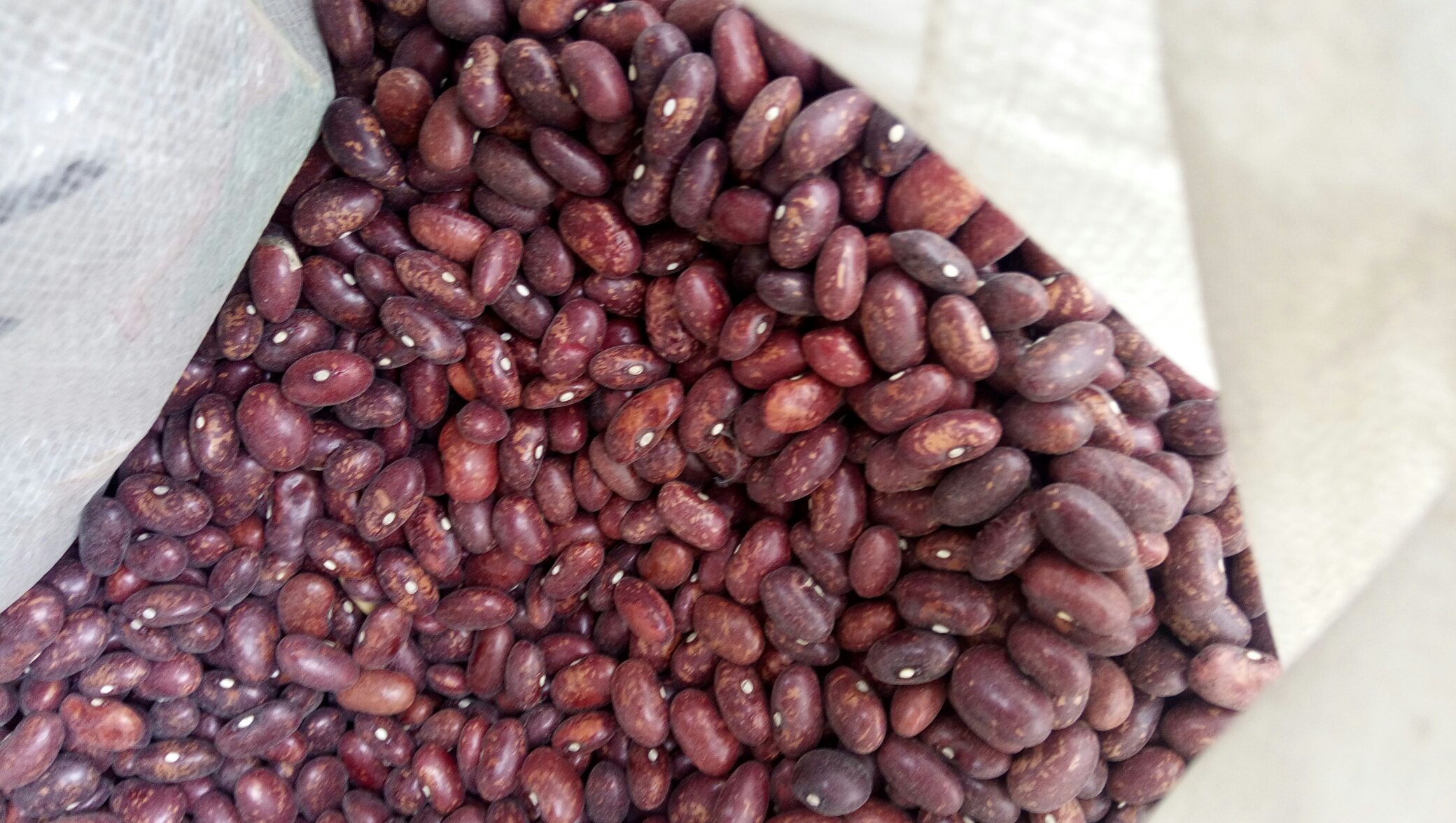 红芸豆米成品展示