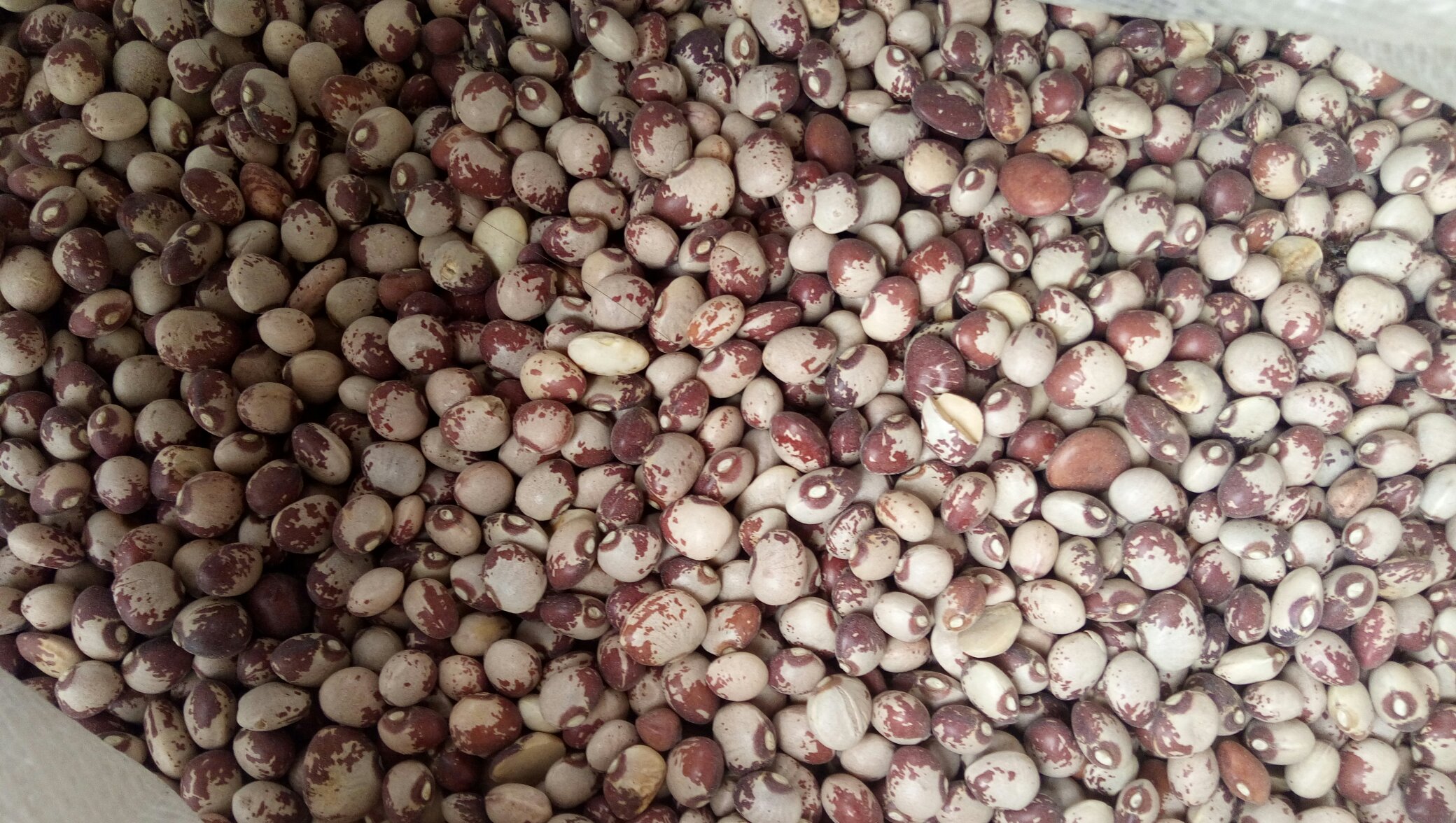 膳食指南可视化解读图:权威展示芸豆在‘中国居民平衡膳食宝塔’中的准确定位——位于第二层蔬菜类,与西红柿、西兰花并列,与底层谷薯类严格区分 中国居民平衡膳食宝塔图示局部:最底层“谷薯类”上方清晰标注第二层“蔬菜类”,其中“鲜豆类”图标为绿色芸豆荚,箭头指向文字说明“芸豆(嫩荚)—蔬菜,非主食碳水”