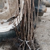 批发黑加仑种苗、浆果