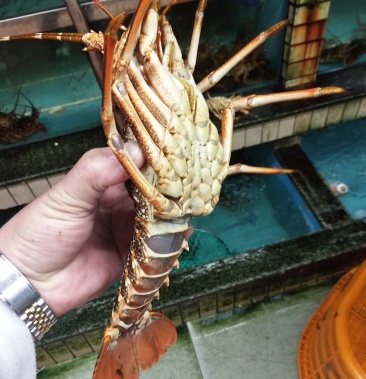 小奥龙虾靓靓靓靓靓靓靓