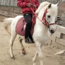 骑乘马小白龙马