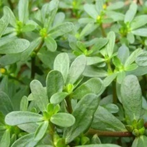 野生马齿菜