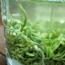 【有好货】明前特级茶，喝富硒茶就是喝康康
