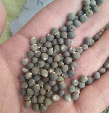 药用黄蜀葵子秋葵子货好量大不满意可以退换货