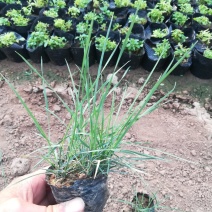 粉黛乱子草