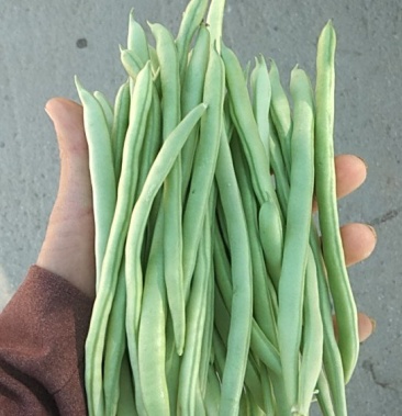 [四季豆批发]小金豆四季豆价格3.50元/斤 - 一亩田