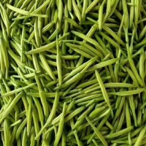 优质黄花菜鲜黄花菜，大量批发，散装，各种包装规格