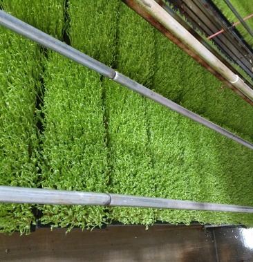 [豌豆苗批发]批发 豌豆苗菜 活体盘,散装,盒装,袋装价格4.