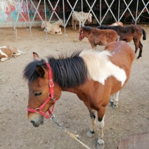 矮马可观赏可骑乘