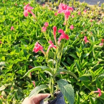 大花芦莉高度20到30厘米福建漳州基地