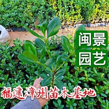 海桐高20-30福建漳州苗木基地闽景园艺场