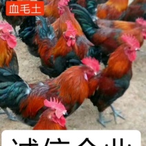 血毛土鸡苗瑶鸡苗..诚信经营.....承诺货真价实