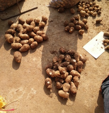 山东滕州毛芋头豆包品种8520品种大球中球小球和通货