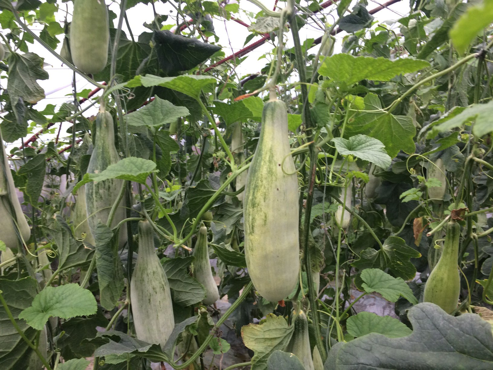 羊角蜜甜瓜植株与果实特写