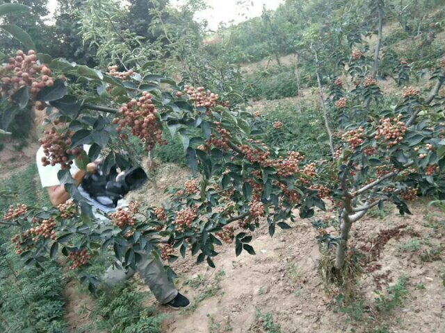 花椒采摘体验活动