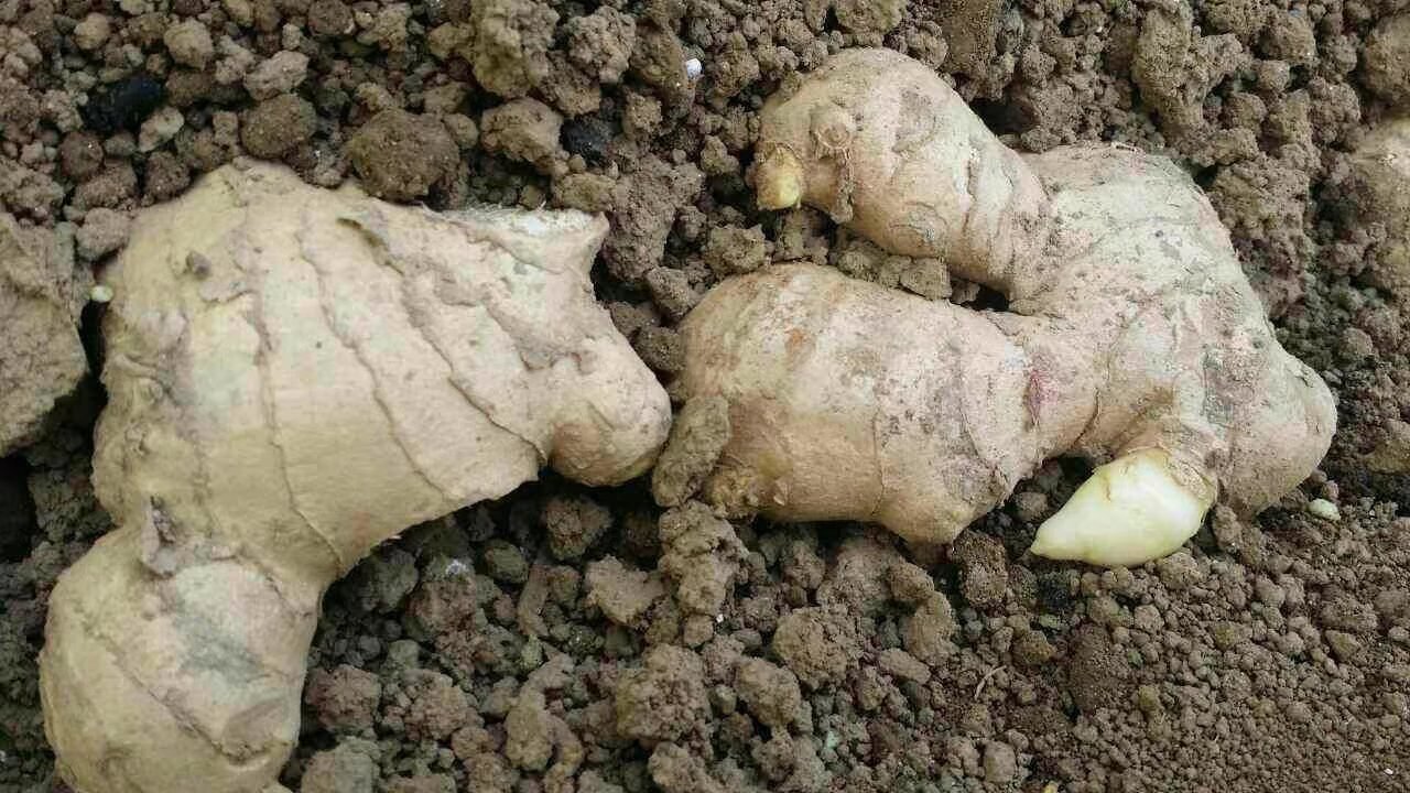 生姜整体植株示意图