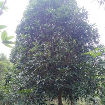 桂花1------10