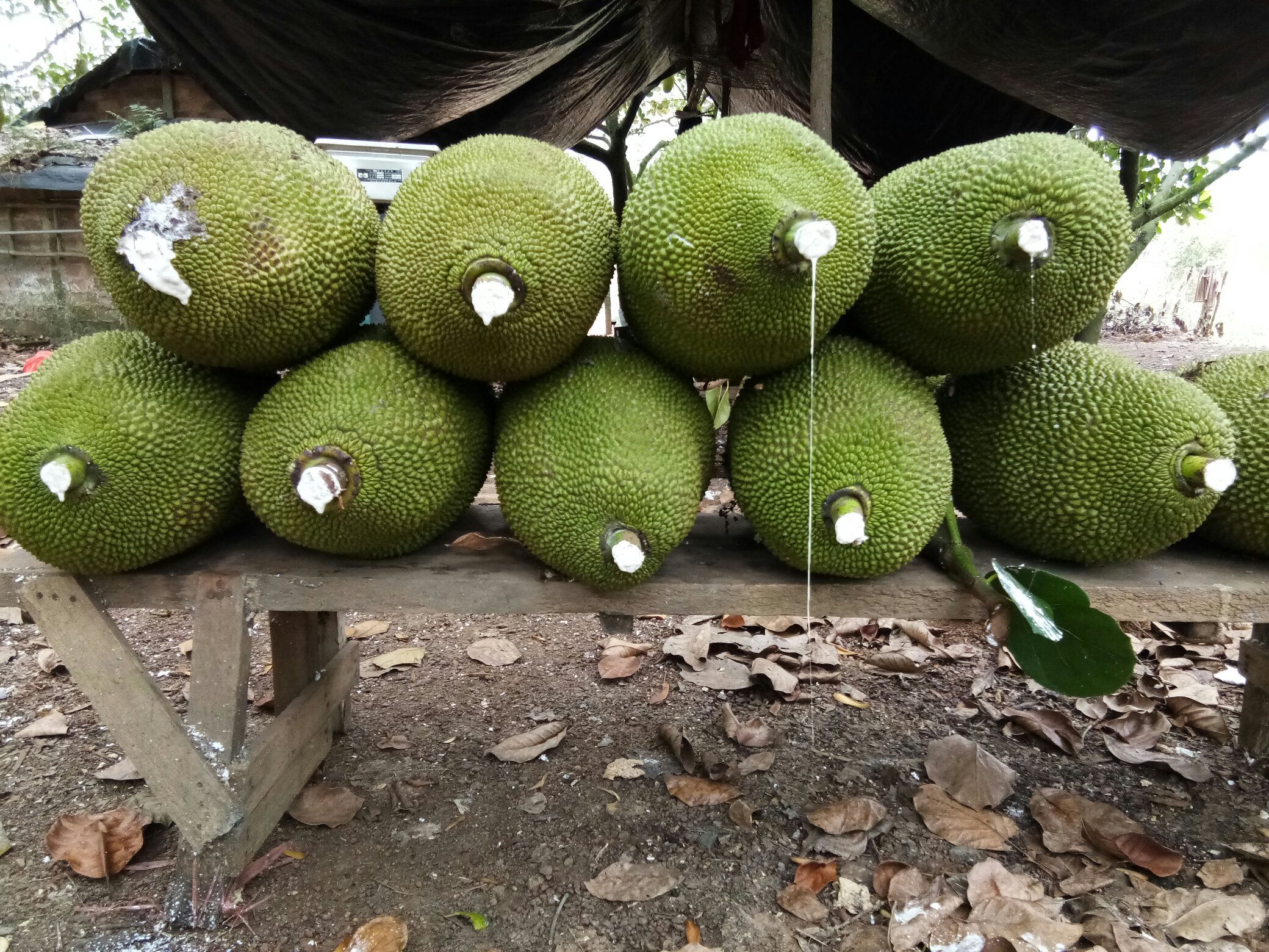 菠萝切开流出汁液