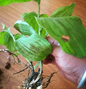 [双肾草批发]野生双肾草价格5.50元/棵 - 一亩田