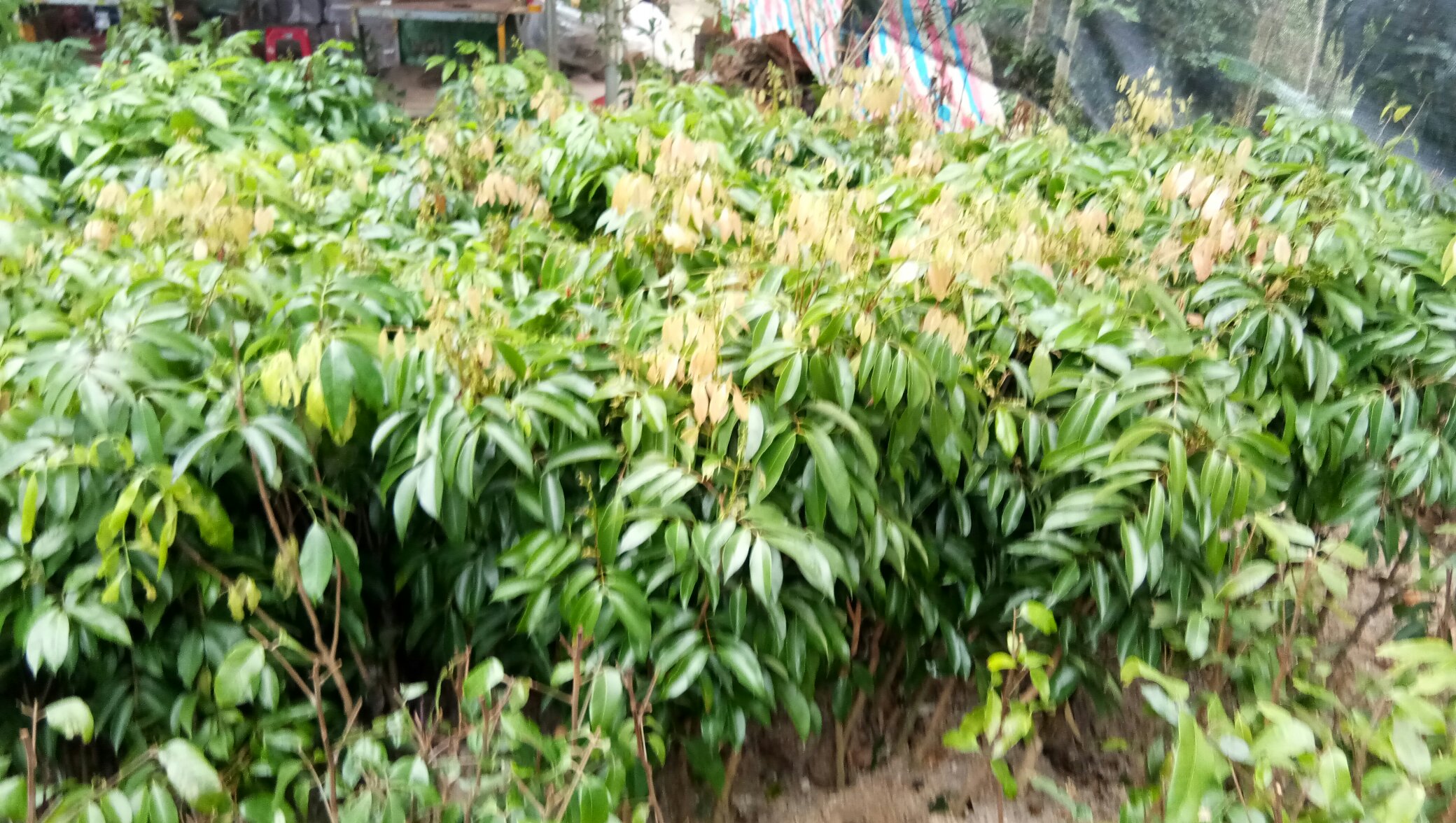 无核荔枝开花结果实景