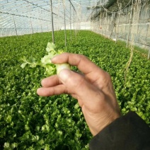 芹菜量大，搞的是质量，讲的是诚信