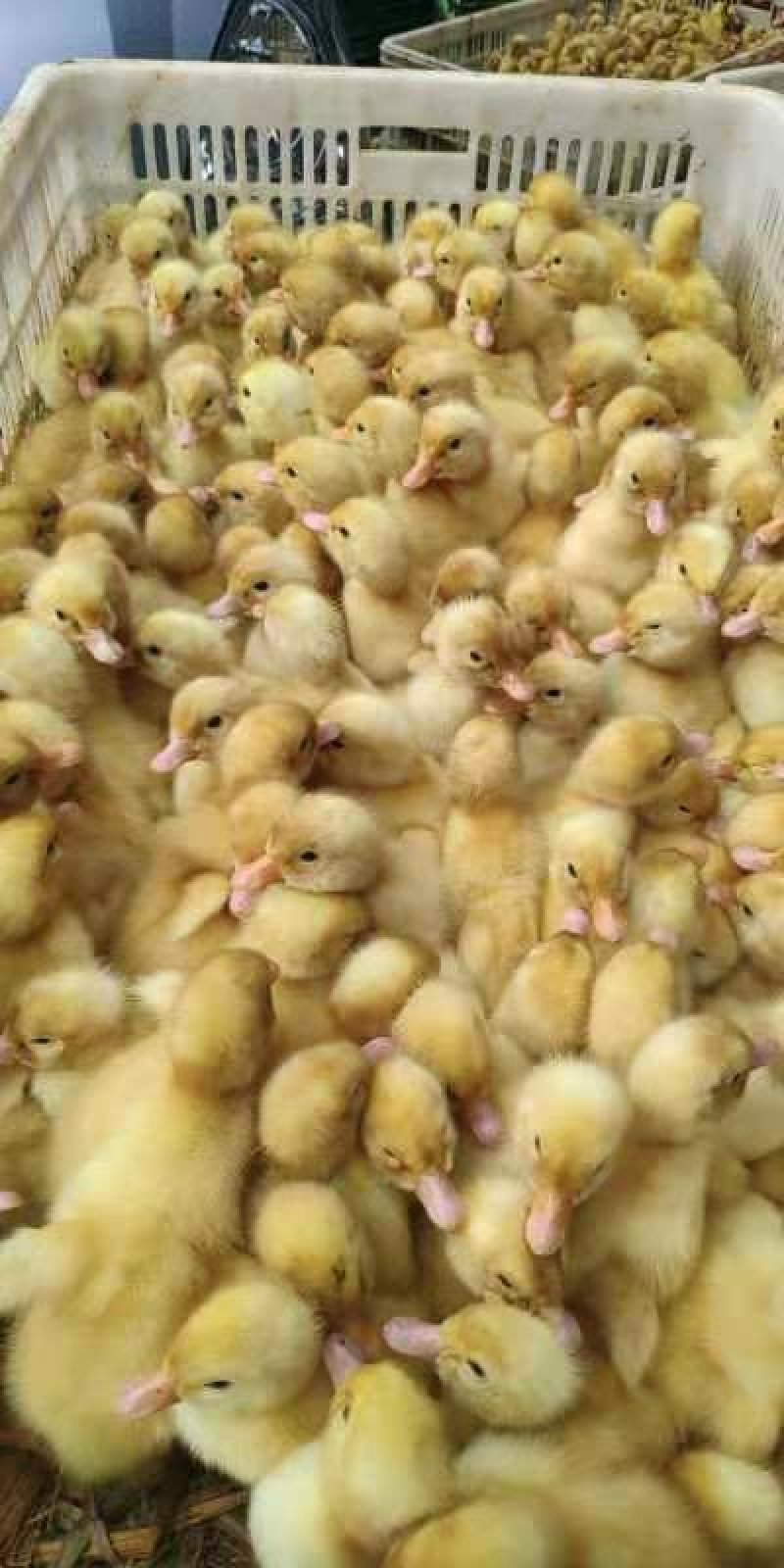 白羽肉鸭苗批发提供饲料鸭苗养殖技术养殖学习招生