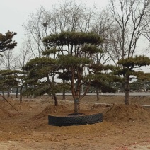 造型松各规格