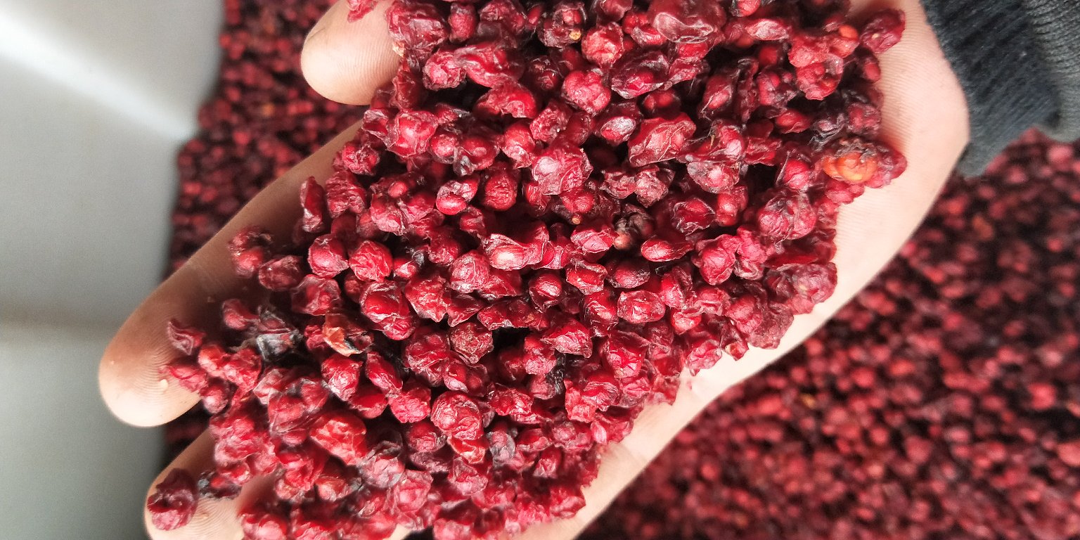 北五味子与韩国五味子植株对比图