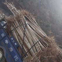 一米五高七叶树苗量大