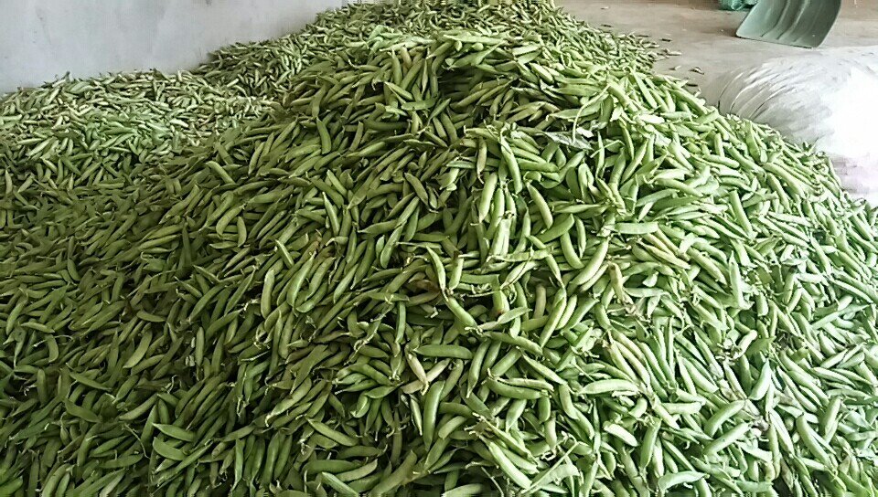 鸽子正在啄食青豌豆,展现出良好的采食积极性和健康状态 青豌豆用于鸽子饲料的喂食场景