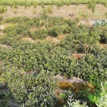 花卉盆景各类大小栀子花