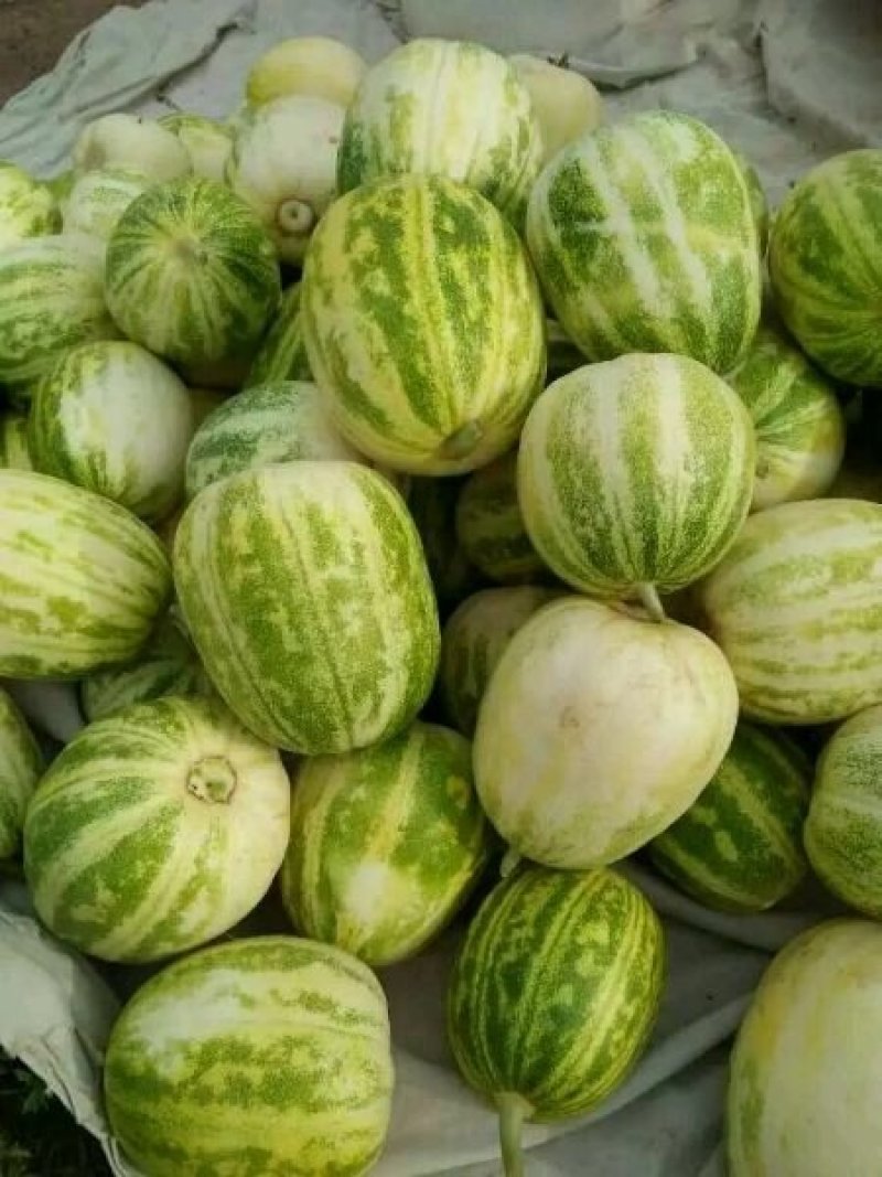 乐亭花姑娘甜瓜,花蕾,花美人,花瓜系列甜瓜开园中产地代发