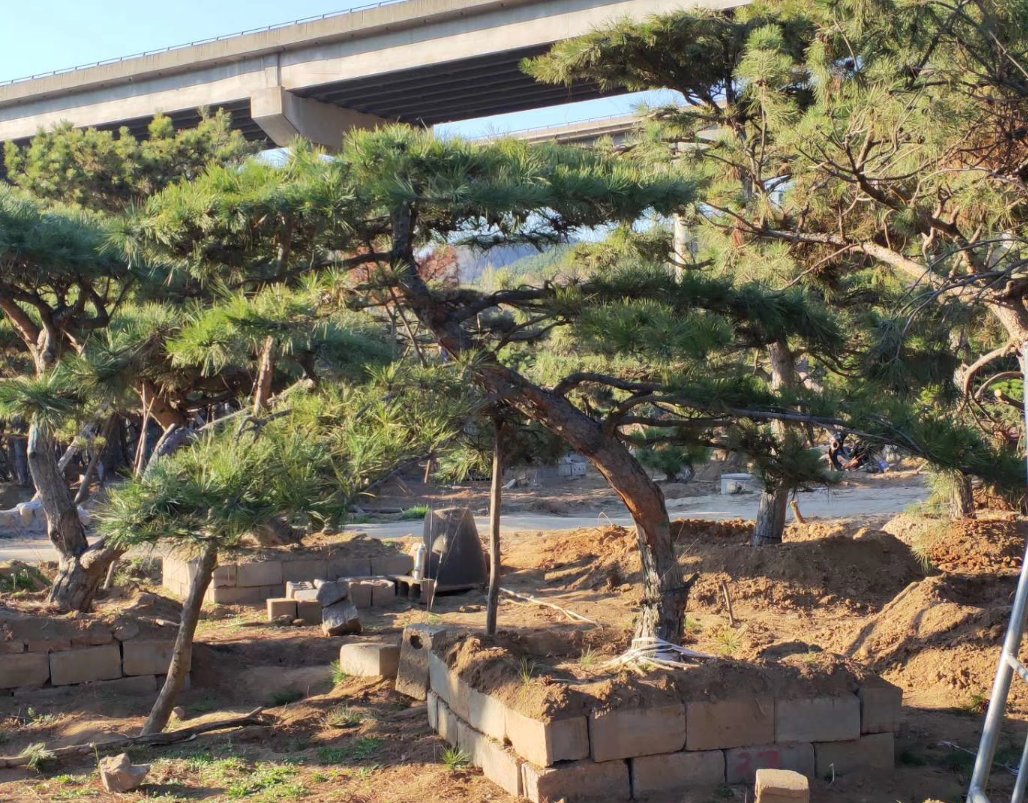油松在城市绿化中的应用