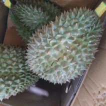 泰国榴莲，金枕，青尼，托曼尼
