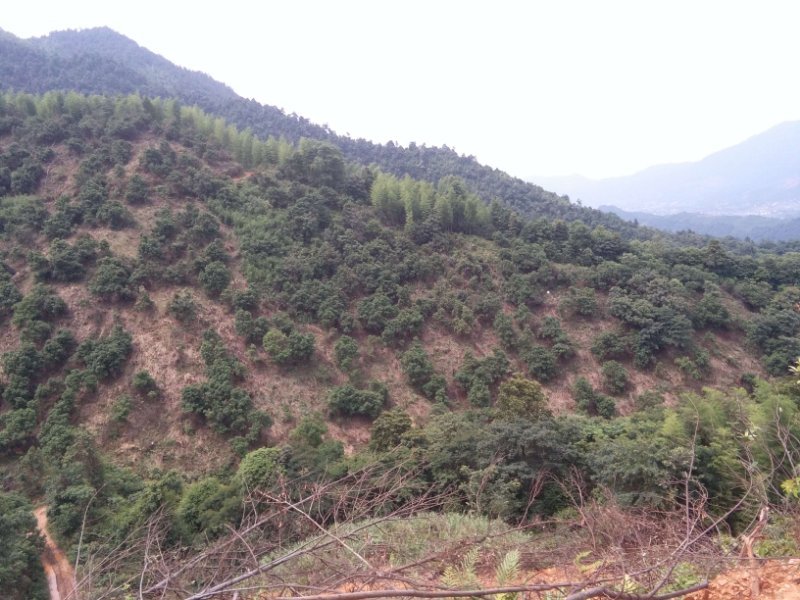 东魁杨梅种植园实景图,展示整齐排列的杨梅树和良好的土壤管理 东魁杨梅种植园