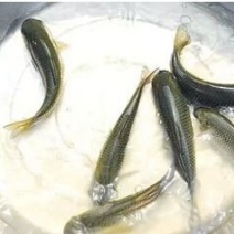 草鱼，鲤鱼苗5-7公分……