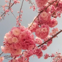 云南樱花容器苗