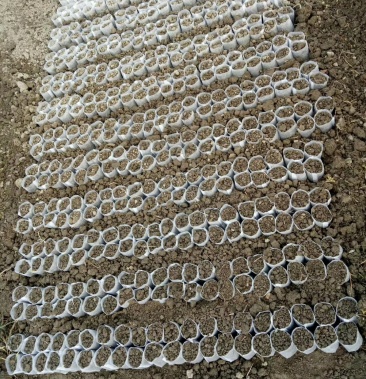 无纺布育苗袋自产自销