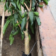 芒果树苗各种各样的品种树苗