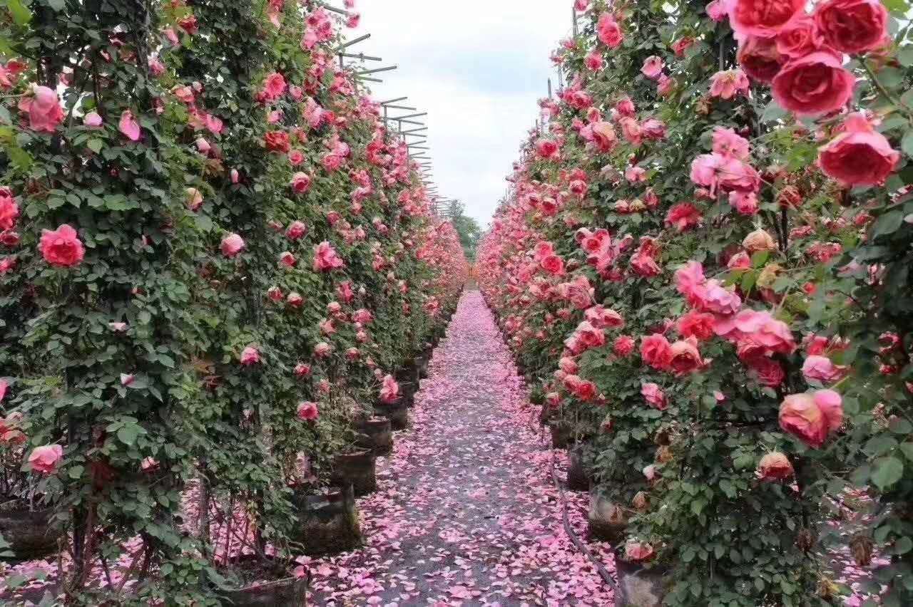 一座石砌欧式庭院中,藤蔓状的真实月季攀爬在拱门上,粉白色重瓣花朵成簇开放,晨露挂在花瓣边缘,背景为复古铁艺长椅与碎石小径,展现古典欧洲花园风貌 欧洲古老庭院中的真实月季盛开场景