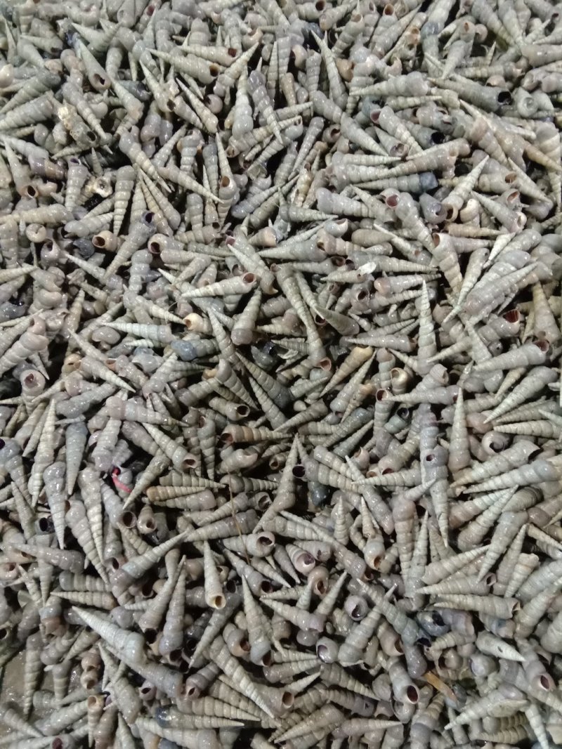 新鲜钉螺鲜活去尾钉螺螺狮螺丝海鲜水产麻辣钉螺