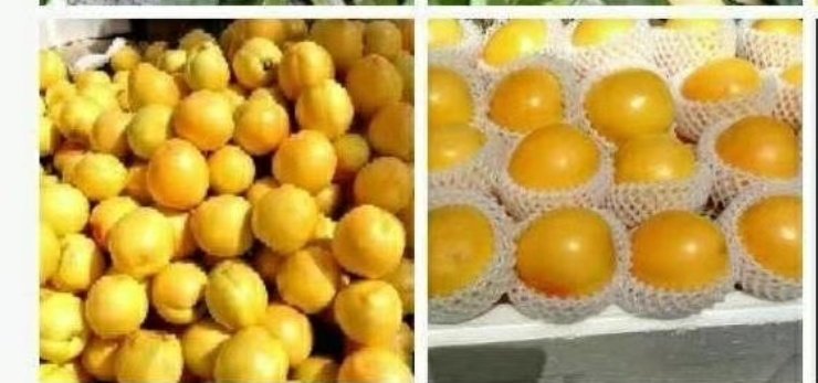 黄桃与水蜜桃热量对比图