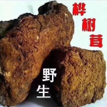 俄罗斯白桦茸：降三高治疗糖尿病