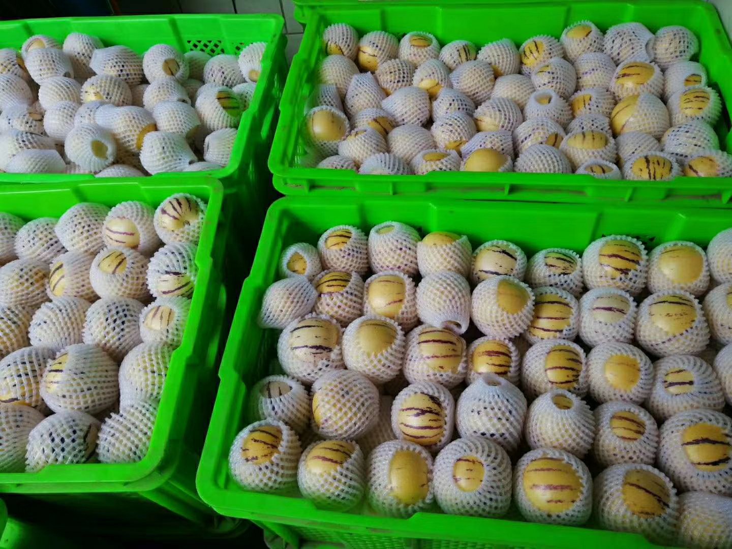 家庭保存山参场景