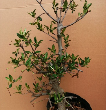 垂丝海棠盆景,海棠花苗