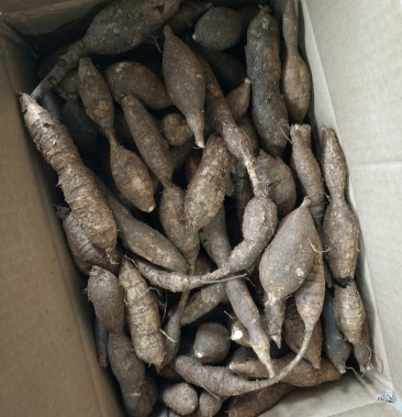 野生牛大力广西大瑶山野生牛大力